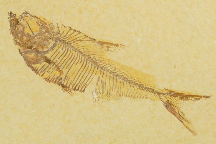 Detailed Fossil Fish (Diplomystus) - Wyoming #355681